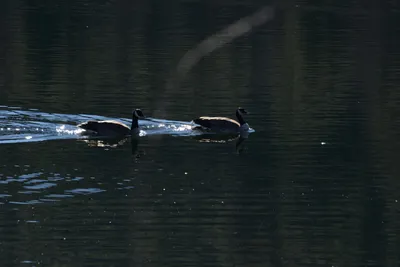 DSC_1151 (Large).JPG